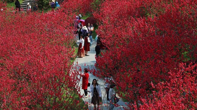 广西南宁桃花盛放引游人