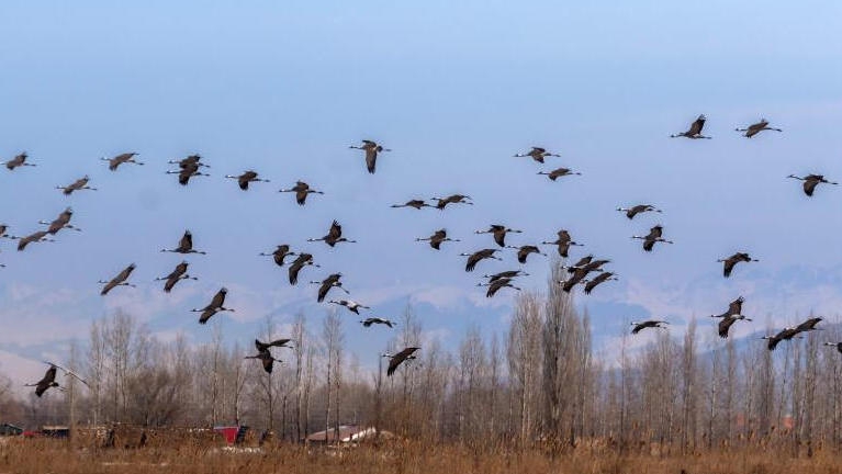 新疆可克达拉：积雪消融灰鹤来