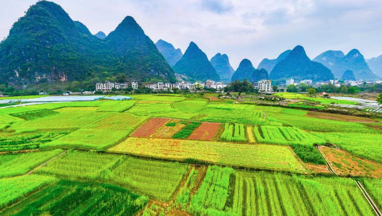 广西阳朔：油菜花开乡村美