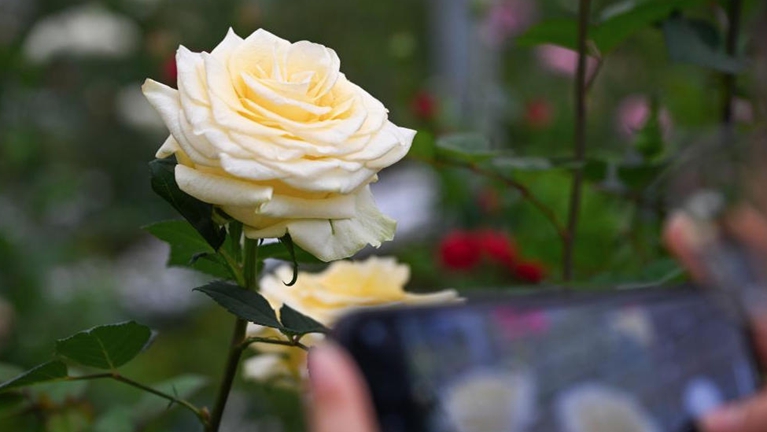 云花“文秀”月季定名送苗 花开两地传情千里