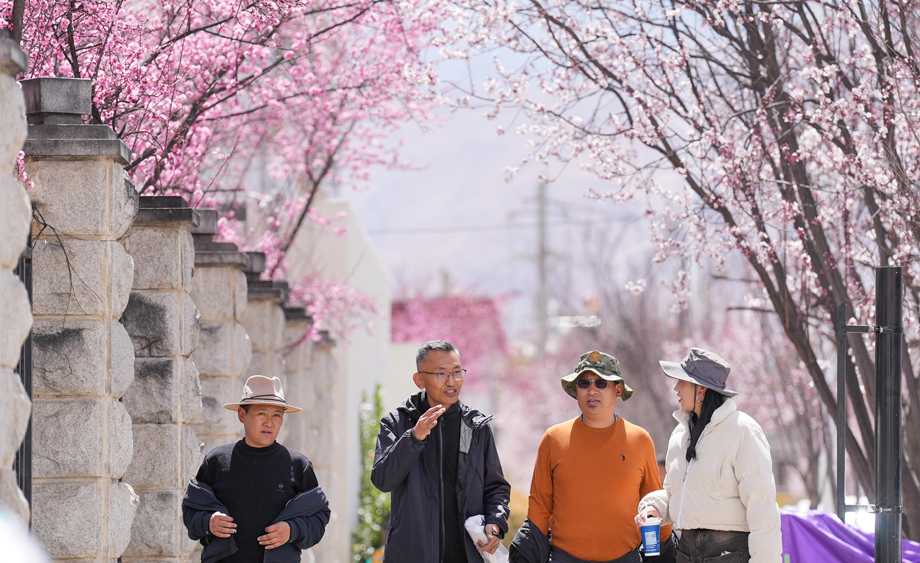 拉萨街头春意盎然