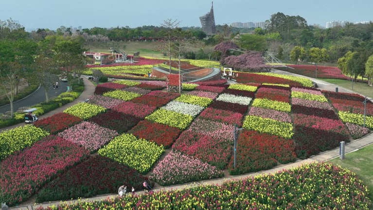 广西南宁：多彩金鱼草织就缤纷花海