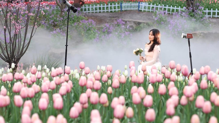 南京紫金山“春日花事”绘就多彩世界