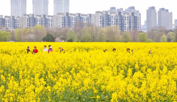 南京：城市田园美如画