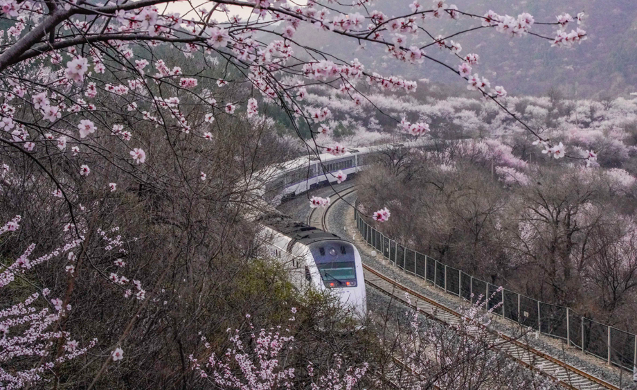 北京居庸关长城山花绽放 列车穿行花海美景如画