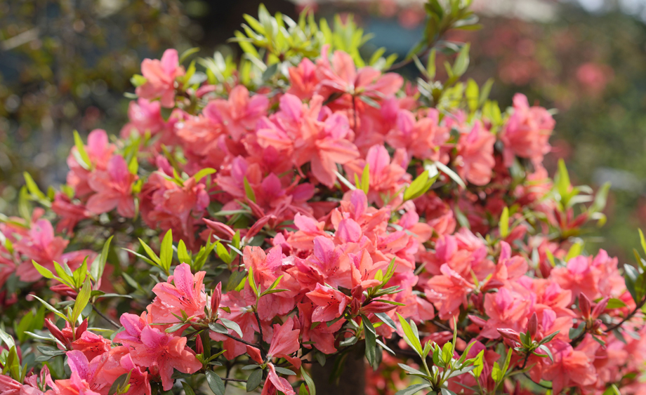 广西三江：杜鹃花开春意浓