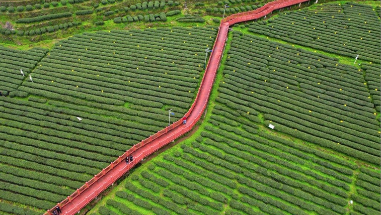 重庆秀山春茶采制忙 一片绿叶赋能乡村振兴
