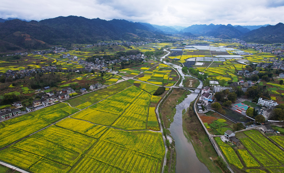 重庆秀山万亩花海铺就乡村振兴“金色画卷”