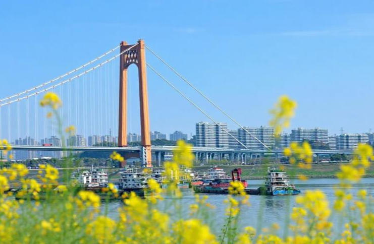 湖北宜昌：江水映金黄 两岸菜花香