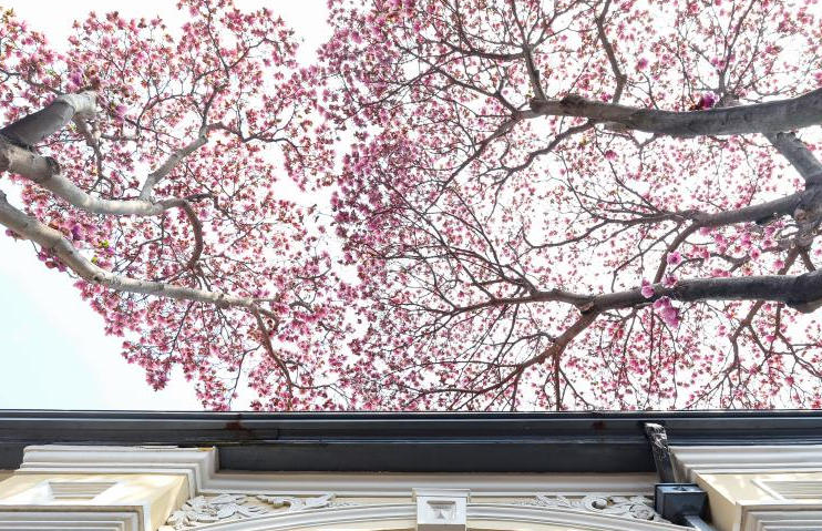 南京：满庭春色入画来