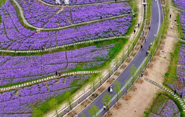 安徽合肥：城间田园入画来 民众徜徉花海间