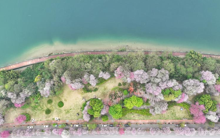 广西柳州：一城春色满城花