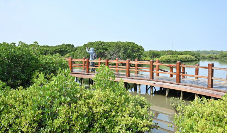 广东湛江稳步推进红树林营造修复工作