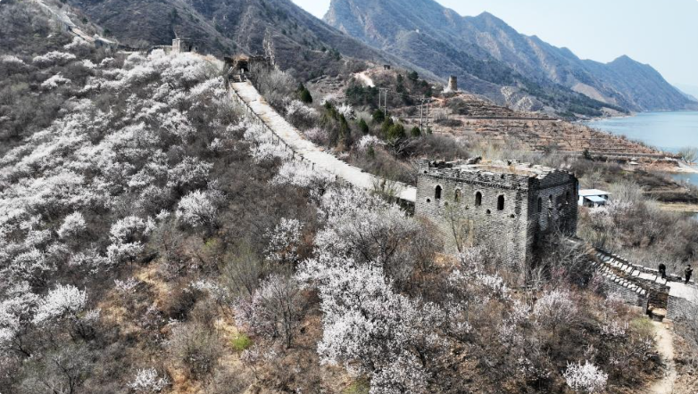 河北宽城：“水下长城”杏花绽放春意浓