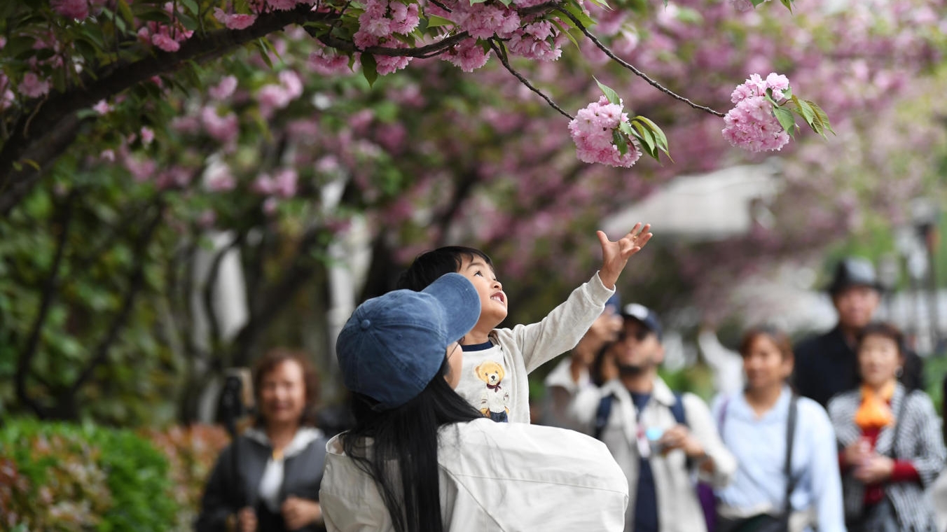 貴州貴陽：櫻花綻放春意濃