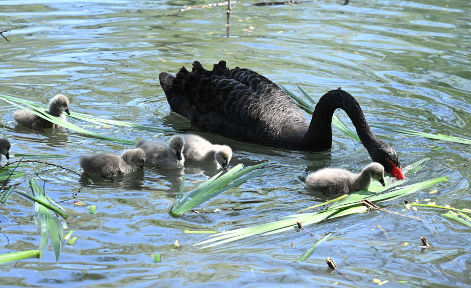 北京玉淵潭公園天鵝攜仔“春游”