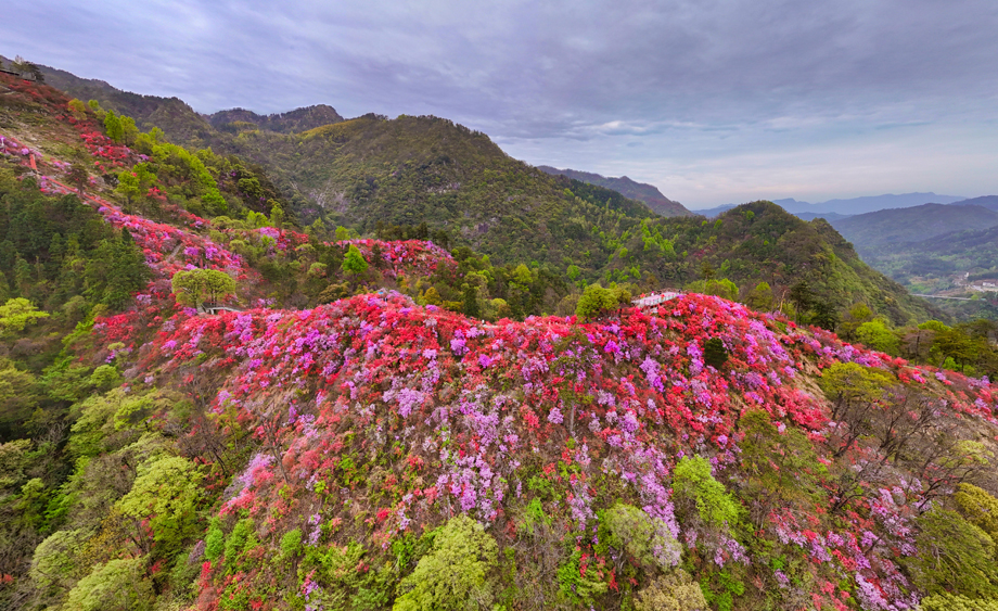 大別山千畝野生高山杜鵑花盛開