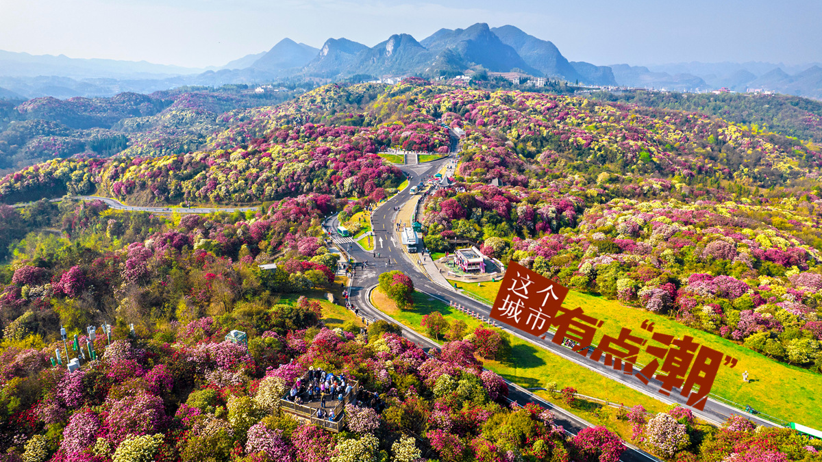 【这个城市有点潮】贵州毕节：杜鹃百里漫山野 “地球彩带”扬起最炫民族风