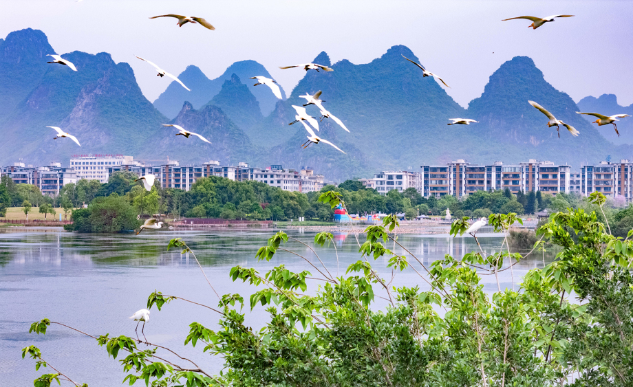 广西贺州：白鹭蹁跹生态美