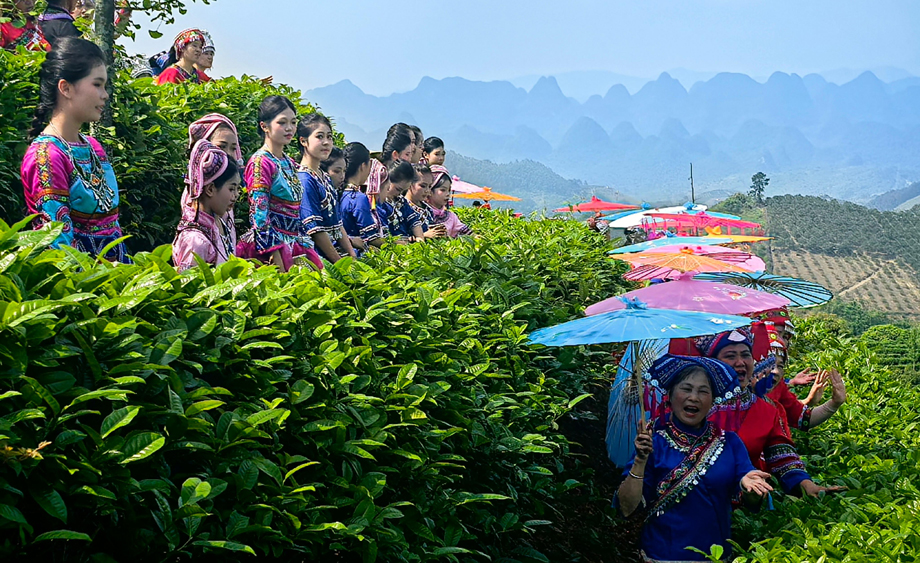 广西阳朔举办茶园歌会 外国学者踏歌采茶体验壮乡民俗