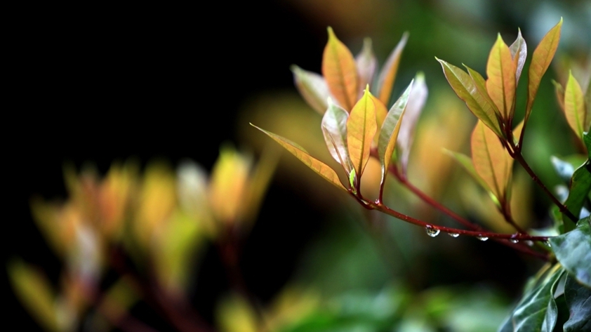谷雨時(shí)節(jié)怎么養(yǎng)生？中醫(yī)專家：健脾化濕、疏肝理氣是關(guān)鍵