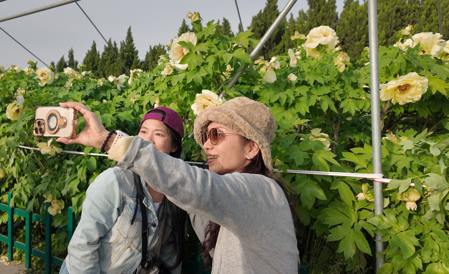 臺胞參訪河南洛陽神州牡丹園