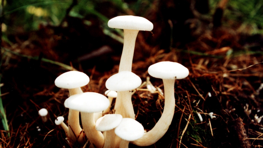 野生蘑菇要慎食 当心尝鲜变“尝险”