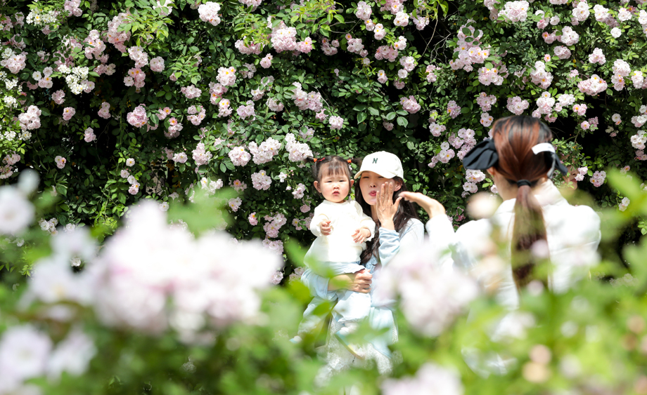 湖北武漢：薔薇“花瀑”墻引民眾爭(zhēng)相打卡