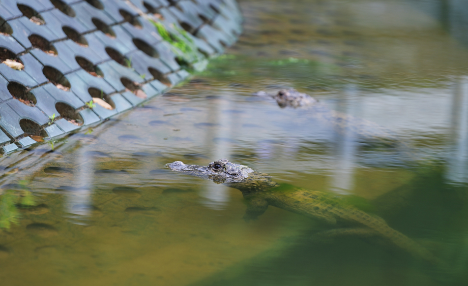探訪安徽揚(yáng)子鱷國(guó)家級(jí)自然保護(hù)區(qū)