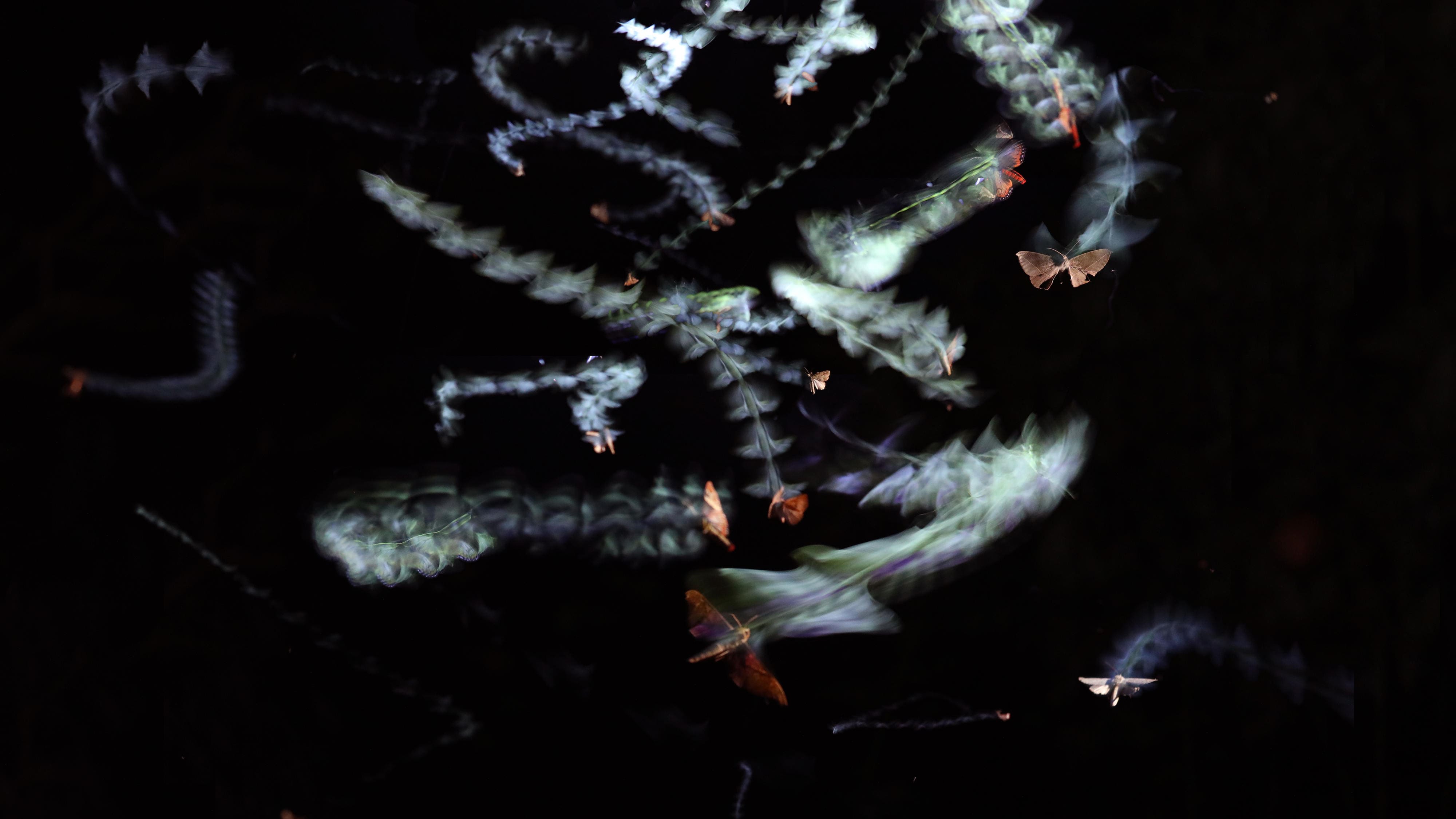 飞虫入眼，一个动作险些致失明！千万别这样做了