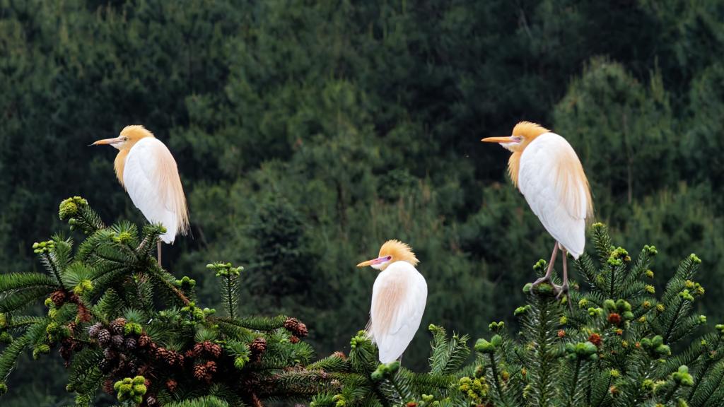 广西三江：鹭舞田园生态美 