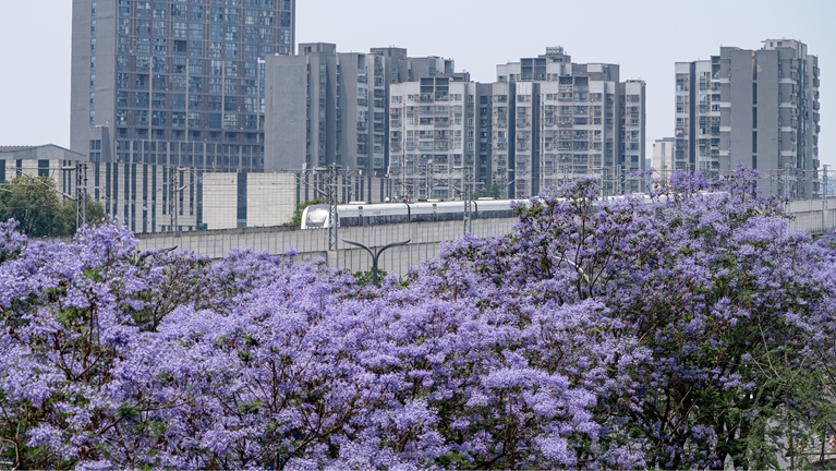 四川成都：列车穿行紫色花海