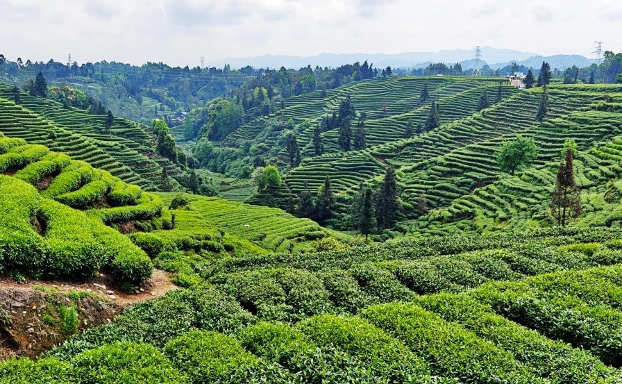 贵州德江高山茶园：一季茶变“四季香”