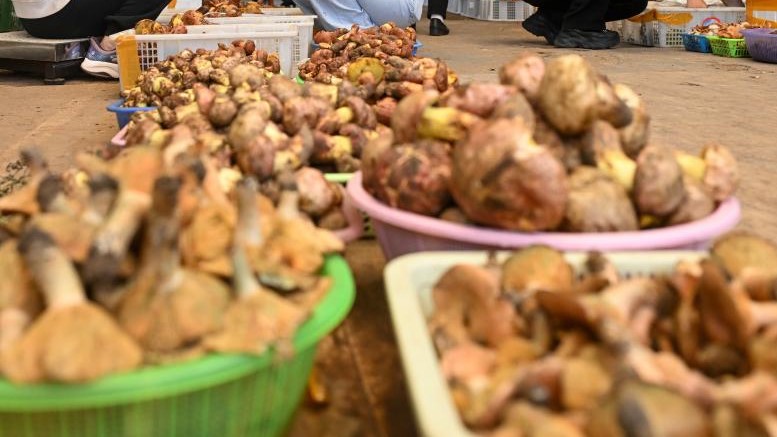 用AI、大蒜鑒別野生菌毒性靠譜嗎？專家提示