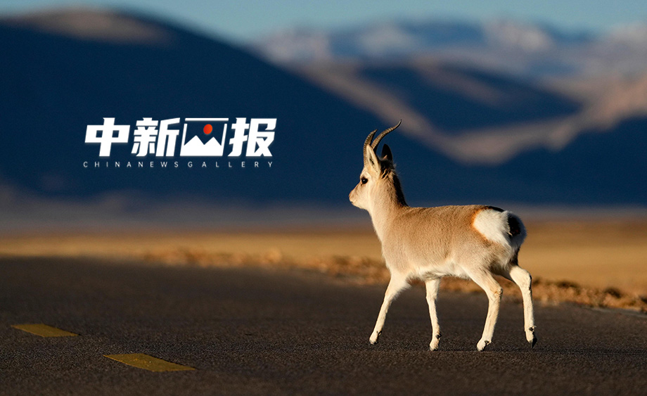 【國際生物多樣性日特刊】叮！你收到一條來自大自然的“動態(tài)”