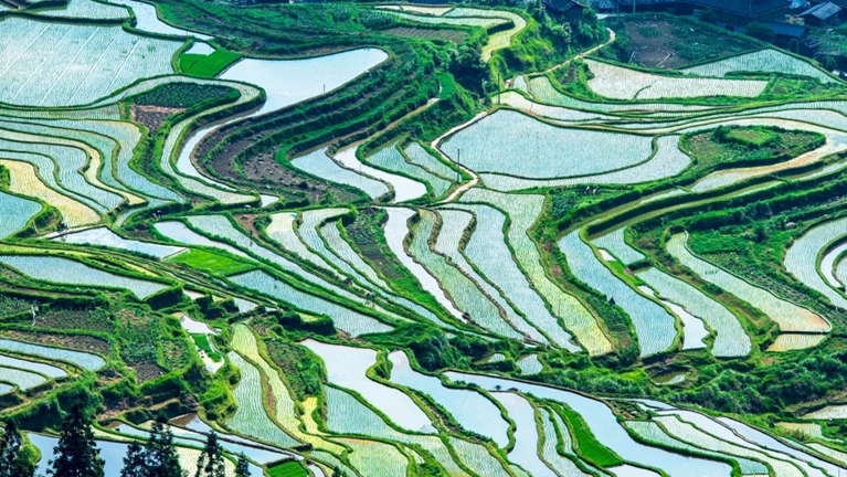 贵州从江：夏日梯田美如画