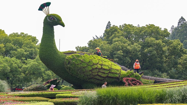 南京街头“孔雀”换装迎盛夏