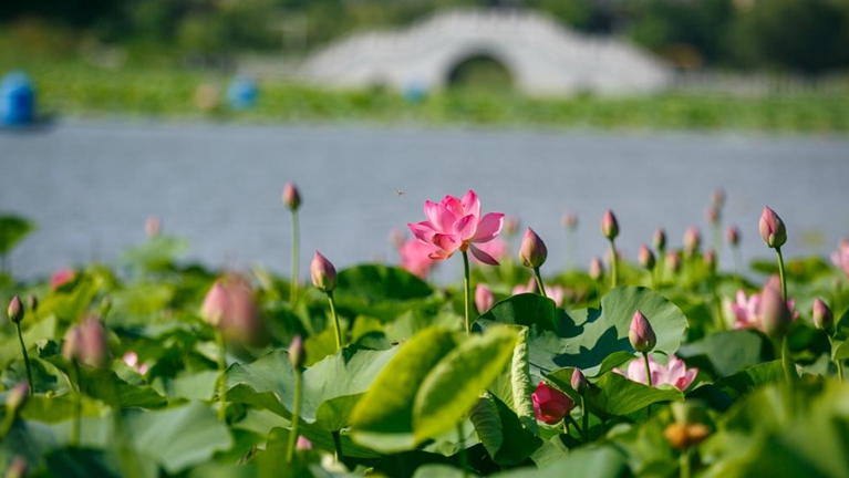 河南睢县：夏荷绽放美如画