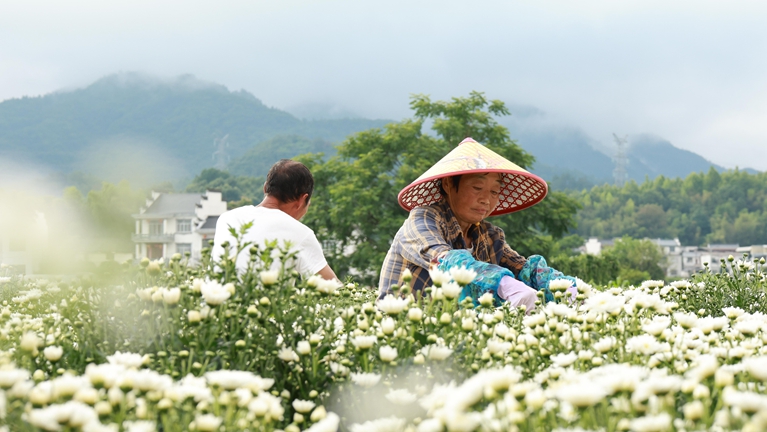 雨后放晴采菊忙 休宁花海迎丰收