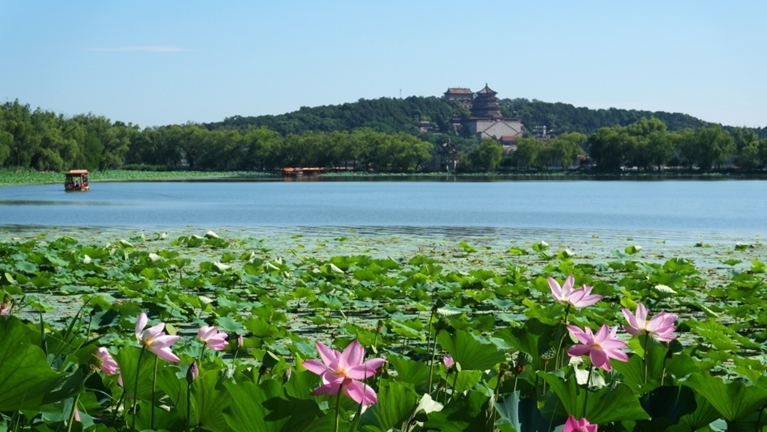 北京: 颐和园荷花进入盛花期 画舫泛舟引游客赏夏日湖景