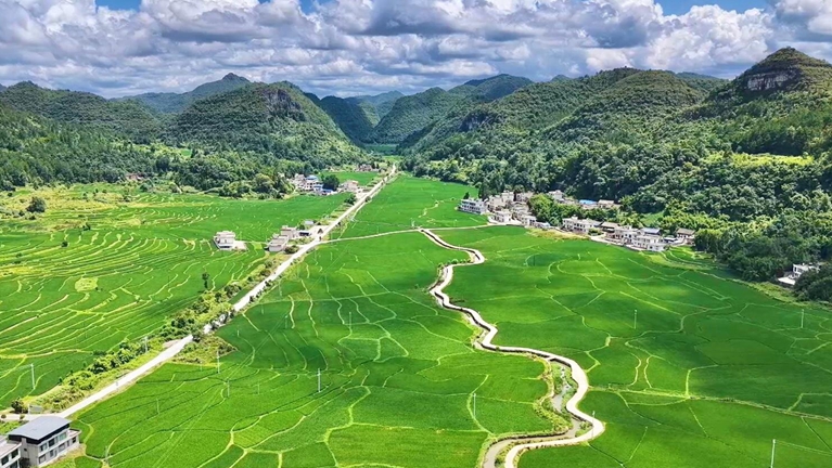 贵州独山8500亩稻海铺满鲜活绿意