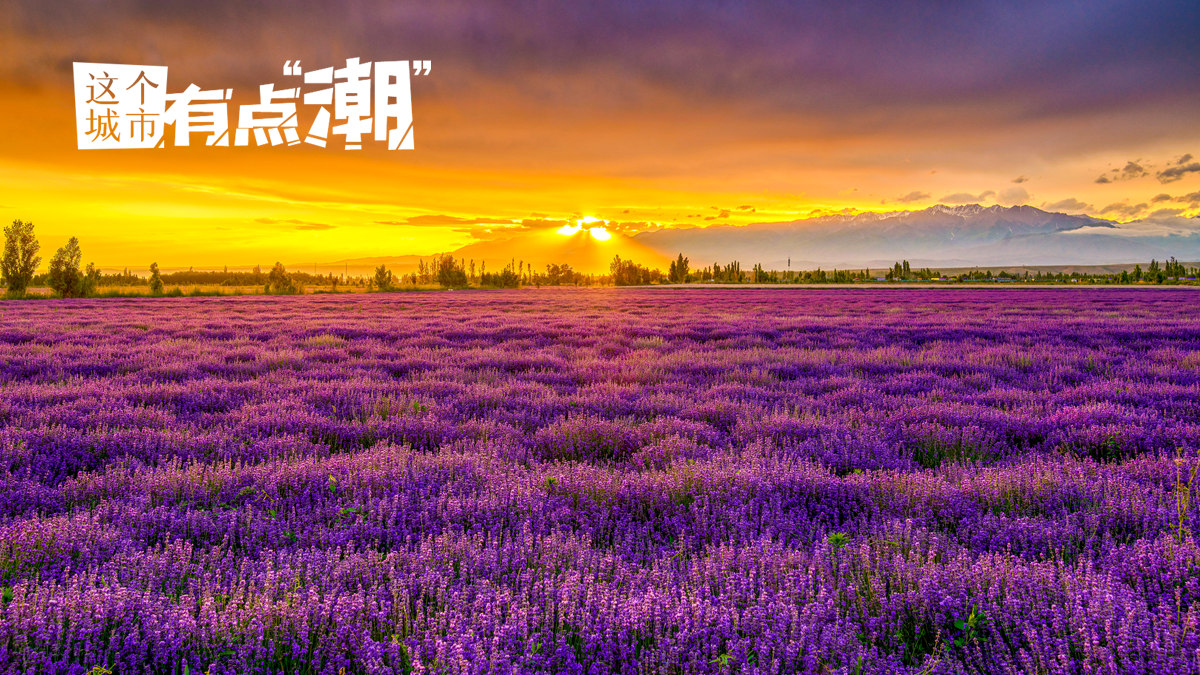 【这个城市有点潮】新疆霍城：奔赴一场与薰衣草的约会 收获“紫定浪漫”