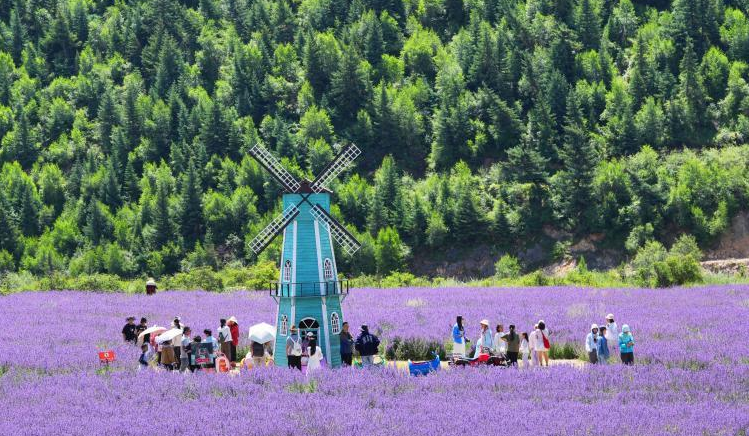 四川松潘薰衣草花海进入最佳观赏期
