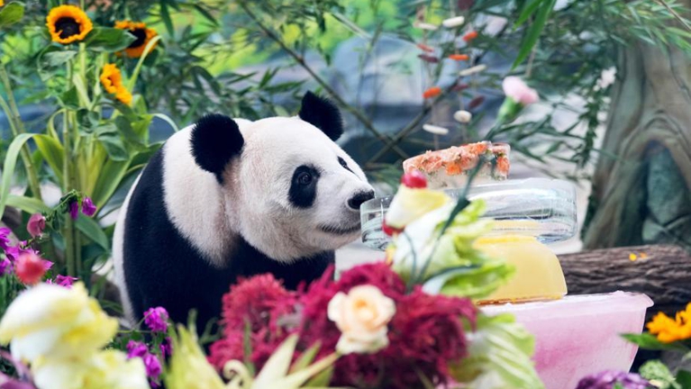 中国大熊猫保护研究中心举办大熊猫生日季丰容活动