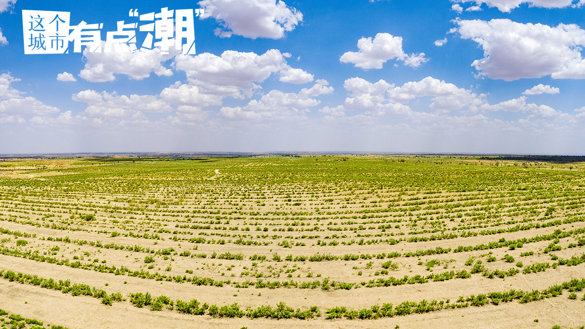 【这个城市有点潮】鄂尔多斯：“植此青绿” 见证毛乌素的绿色奇迹