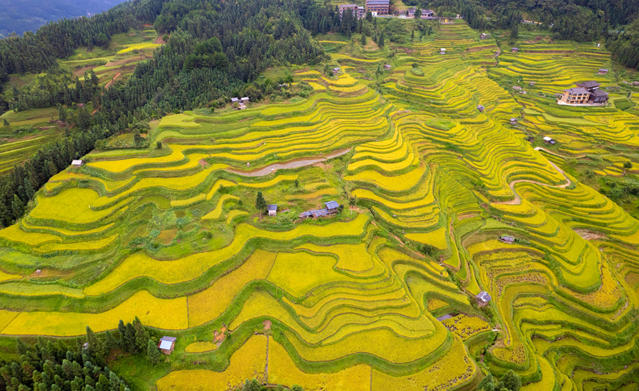贵州从江：加榜梯田“丰”景如画