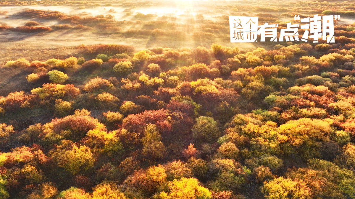 【这个城市有点潮】呼伦贝尔：顶流强势回归 描绘现实版“秋日油画”