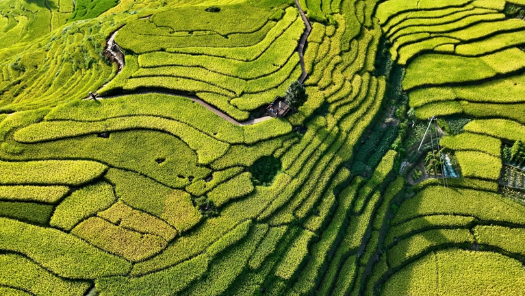 福建罗源：梯田铺金浪 乡景引客来