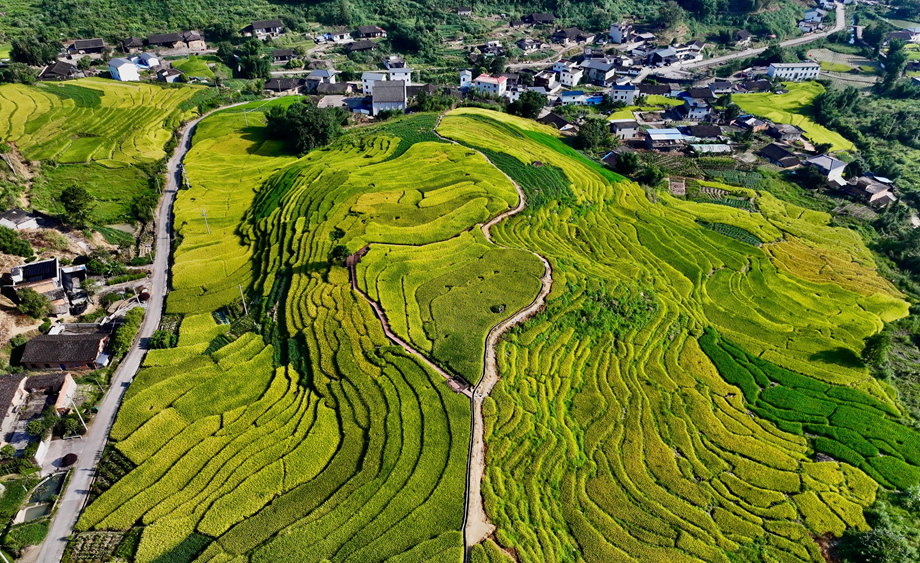 福建罗源：梯田铺金浪 乡景引客来