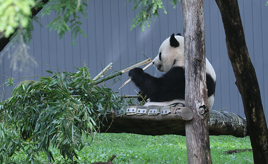 華盛頓：游客參觀旅美大熊貓